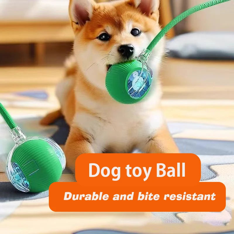 Dog chasing automatic rolling ball toy indoors